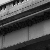 Cliff Swallow nests under a bridge, Макензи