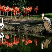 Flamingos and Pelicans, Нортвудс