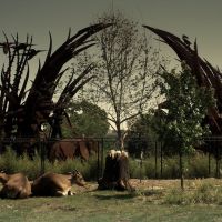 Saint Louis, Zoo, Iron Sculpture, Нортвудс