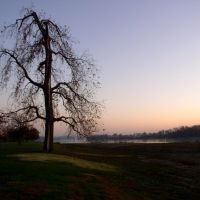 Tree in Frontier Park, Saint Charles, MO, Сант-Чарльз