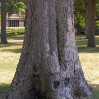 Ghost Tree, Drury University, Springfield, Missouri, Спрингфилд