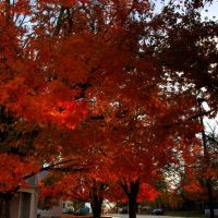 Fall in Ash Grove, Харвуд