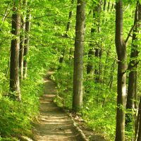 Trail in Argo Nature Area, Ann Arbor, Michigan, Варрен