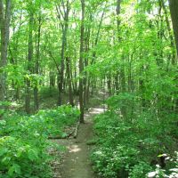 Trail in Leslie Nature Area, Ann Arbor, MI, Варрен