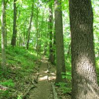 Trail following a tree line (Black Pond Woods Nature Area, Ann Arbor, MI), Варрен