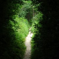 Tree tunnel, Варрен
