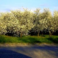 cherry trees, Галесбург