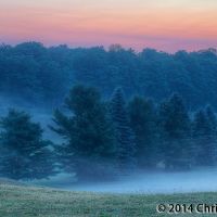 Foggy Trees at Dawn, Гранд-Бланк