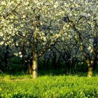 cherry blossoms, Дирборн-Хейгтс