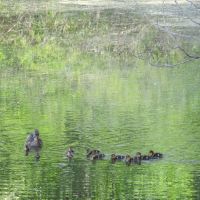 Duckling row on Ford Lake, Ипсиланти
