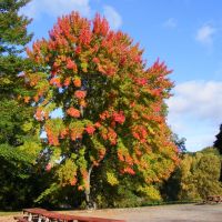 Pretty Maple Tree in Spring Valley Park, Иствуд