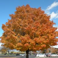 Fall Colors Grand Rapids Michigan, Кентвуд
