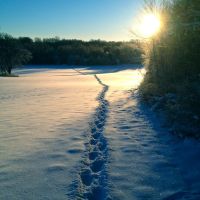 Winter morning walk, Кентвуд