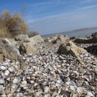 Shells from Lake Erie, Луна-Пир
