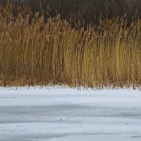 Two tones (A frozen pond, Allens Cove Unit of Erie State Game Area), Луна-Пир