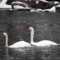 Swans, Монтроз