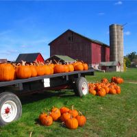 Fall pumpkin crop, Монтроз