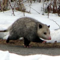 Opossum laeuft zum Vogelfutterhaeuschen, Монтроз