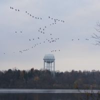 Migrating Birds Flying in Spring Valley Park, Kalamazoo, MI, Парчмент
