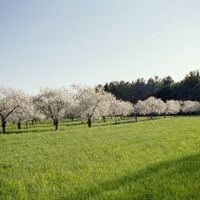 Cherry Orchard in bloom, Роял-Оак