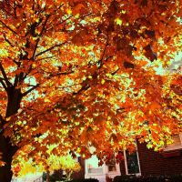 Autumn Colors Harper Woods Michigan USA, Харпер-Вудс