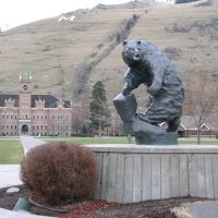 Grizzly, University of Montana Campus, Миссоула