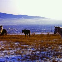 Horses above Missoula Valley, Миссоула