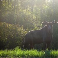 Early morning moose, Бревер