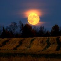 Harvest Moon, Горхам