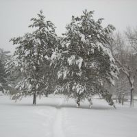Two Snow Covered Trees in Kenduskeag Stream Park, Хампден