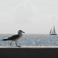 Seagull and a Sailboat, Аннаполис