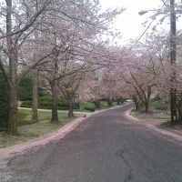 Cherry blossom in Kenwood, Бетесда