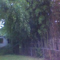 Bamboo backyard on 31st Street and Windom, Mount Rainier MD, Брентвуд