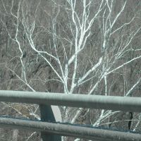 white tree and guardrail, Брукмонт