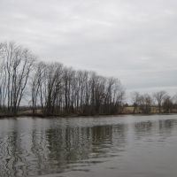 riparian trees with a matted grey background, Коттедж-Сити
