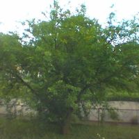 Mulberry tree by aqueduct and bike path off Arundel near 34th/Chillum Mount Rainier, MD, Норт-Брентвуд