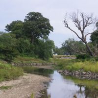 Tree and creek, Норт-Брентвуд