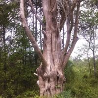 Big Old Tree, Фрутленд