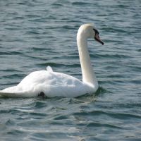 Floating Swan, Оффутт база ВВС