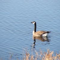 Canadian Goose, Папиллион