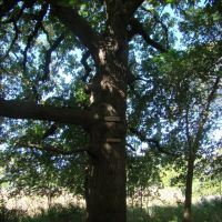 Giant Bur Oak, Рока