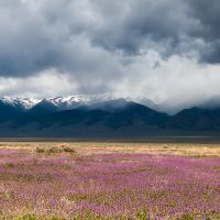 Spring ~ Basin and Range, Nevada, Винчестер