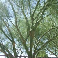 tree, Ист-Лас-Вегас