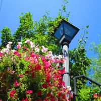 Flowered lamp post, Карсон-Сити
