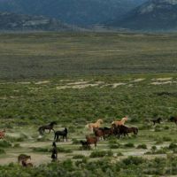 Wild horses near Shamrock Spring at north end of Monitor Range, Хавторн