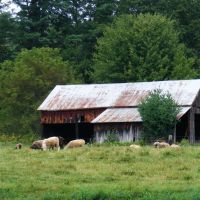 Sheep and barn, Вудсвилл