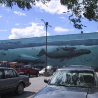 Whales, Портсмоут