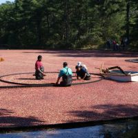 Cranberries harvest at Double Trouble State Park, NJ, Беркли