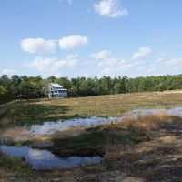 Cranberry Bog at Double Trouble State Park - NJ, Бичвуд