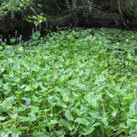 Sawmill & Reservoir Trail; Pickerelweed & White Water Lilies, Бичвуд